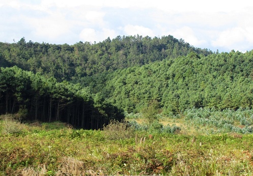 內(nèi)蒙古樟子松