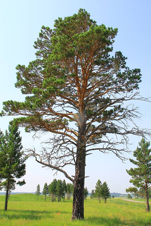 樟子松的種植前景怎么樣？