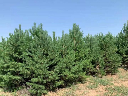 如何才能使造型油松盡早的開花呢？